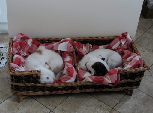 rectangular dog basket